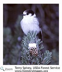 Gray Jay