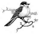 Blue Jay