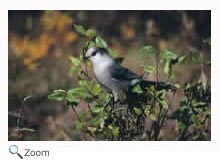 Gray Jay