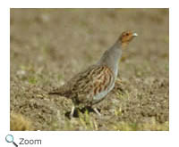 Gray Partridge