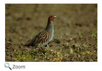 Gray Partridge
