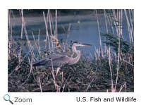 Great Blue Heron