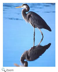 Great Blue Heron