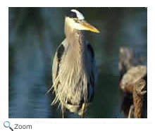 Great Blue Heron
