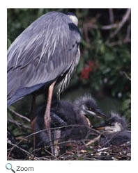 Great Blue Heron