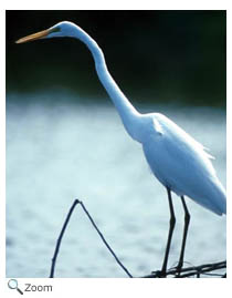 Great Egret