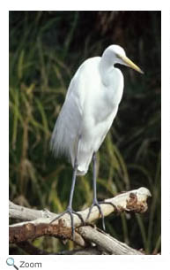 Great Egret