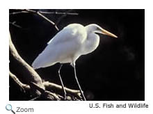 Great Egret
