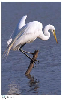 Great Egret