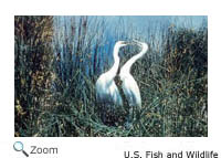 Great Egret