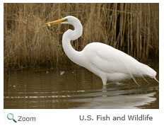 Great Egret