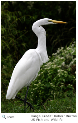 The great egret feeds alone in shallow water. It stalks prey like frogs, crayfish, snakes, snails and fish.
