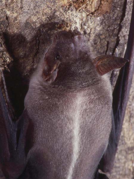 Noctilionidae Bulldog Bats Wildlife Journal Junior