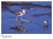 Greater Yellowlegs