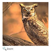 Great Horned Owl