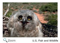 Great Horned Owl Chicks