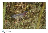 Green Heron