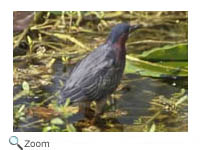 Green Heron