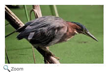 Green Heron