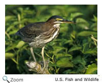 Green Heron