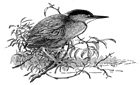 green heron