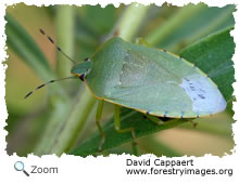green stink  bug
