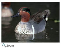 Green Teal