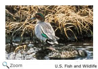 Green Teal
