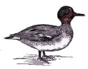 Green-winged Teal