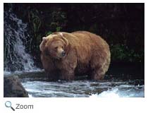 Grizzly Bear