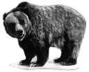 Grizzly Bear