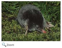 Hairy-tailed Mole