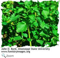 heartleaf nettle