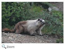 Hoary Marmot