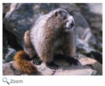 Hoary Marmot