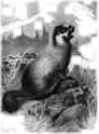 hoary marmot