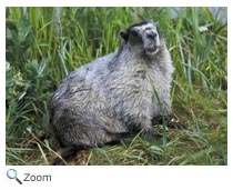 Hoary Marmot