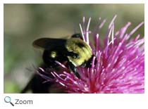 Honeybee