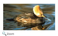 Hooded Merganser