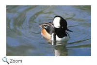 Hooded Merganser