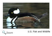 Hooded Merganser