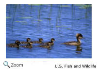 Hooded Merganser