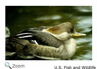 Hooded Merganser