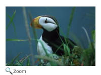 Horned Puffin
