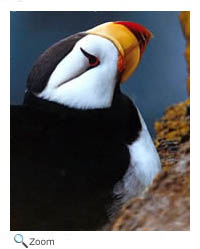 Horned Puffin