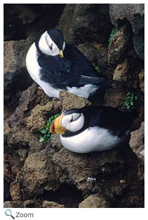Horned Puffin