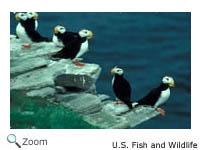 Horned Puffin