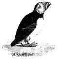 Horned Puffin