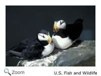 Horned Puffin