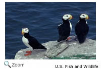 Horned Puffin